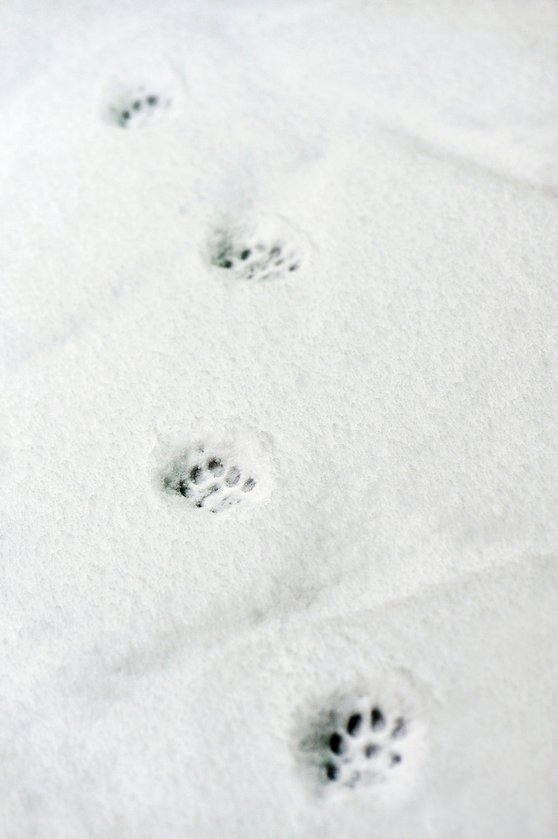 snow paw prints