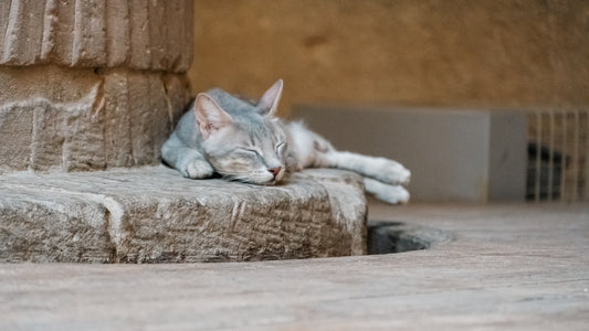 a cat is sleeping on a stone bench